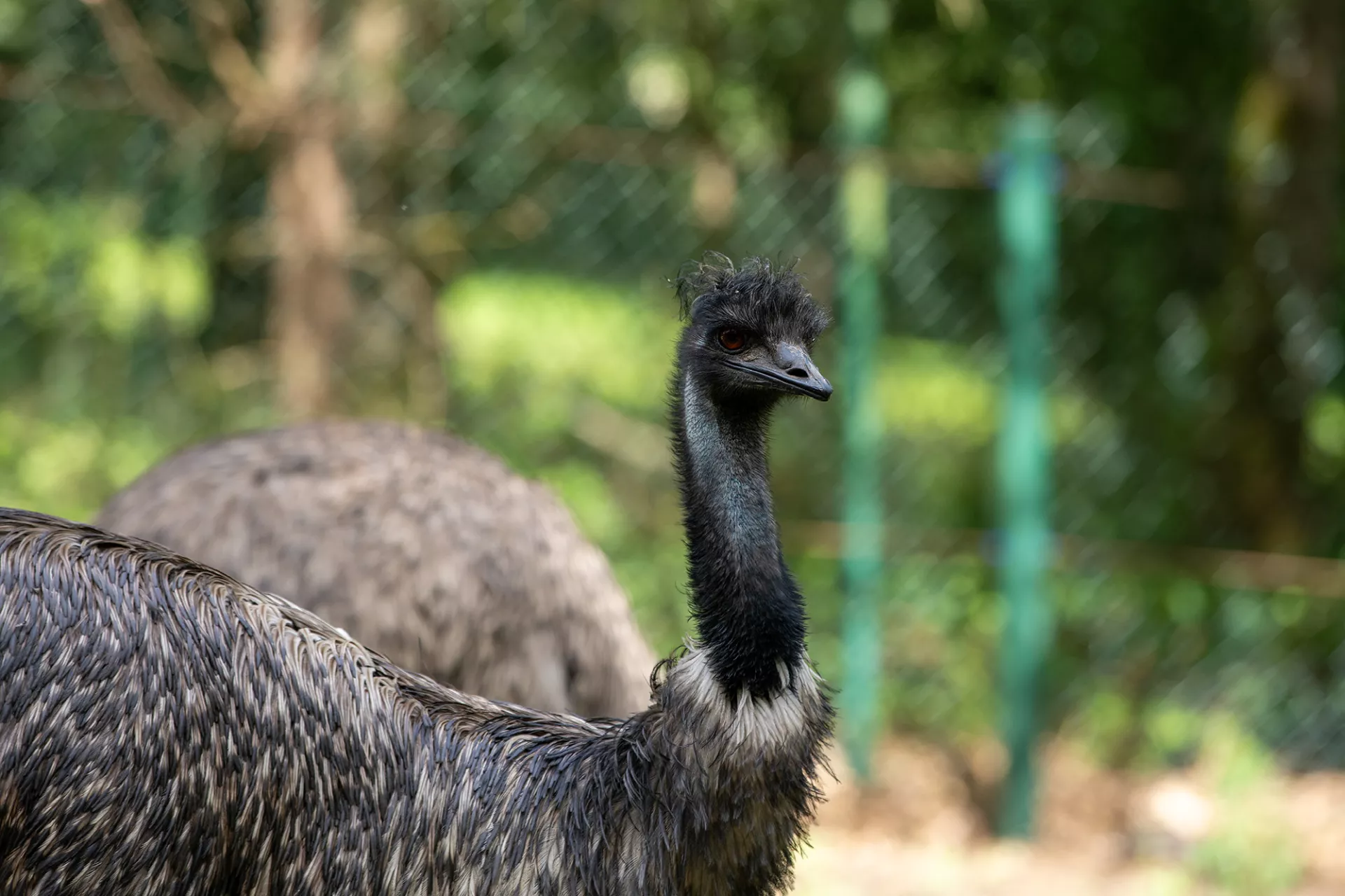 GroßerEmu_Patentier