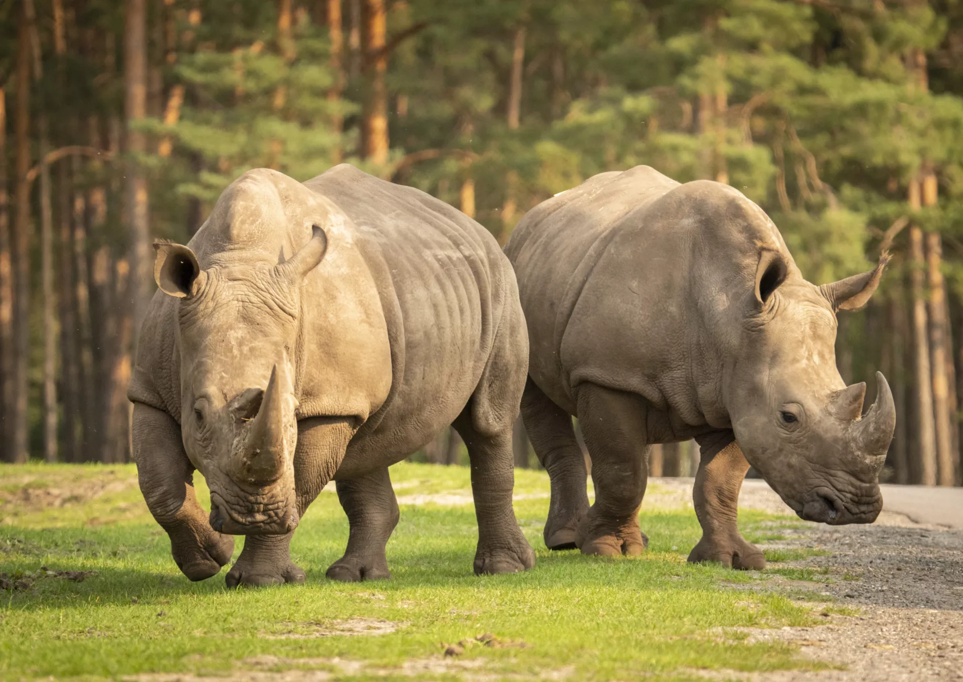 Breitmaulnashorn 6