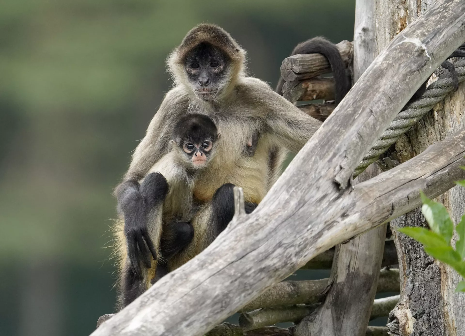 Geoffroy Geoffroy-Klammeraffe - Serengeti Park