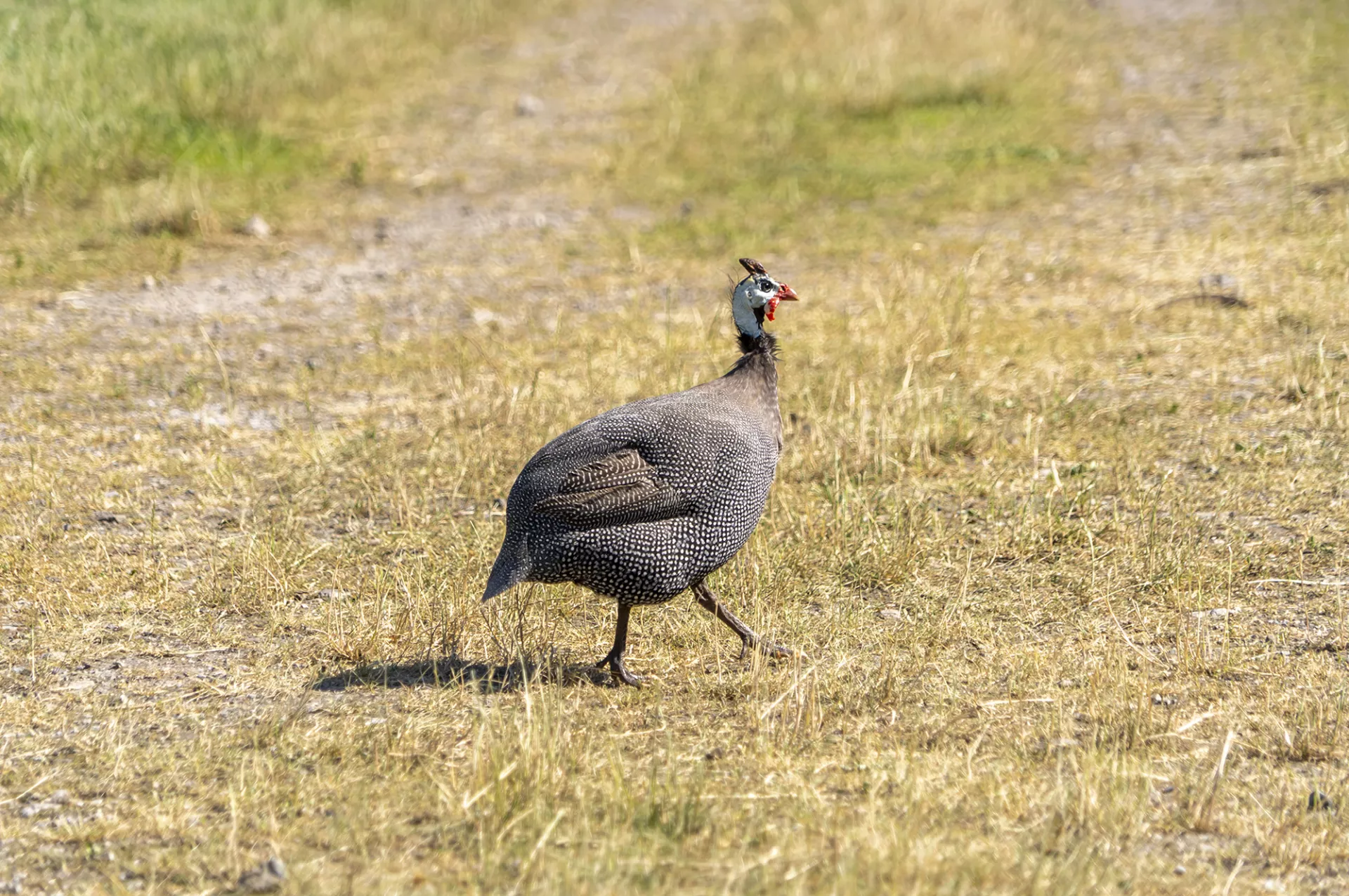 Helmperlhuhn