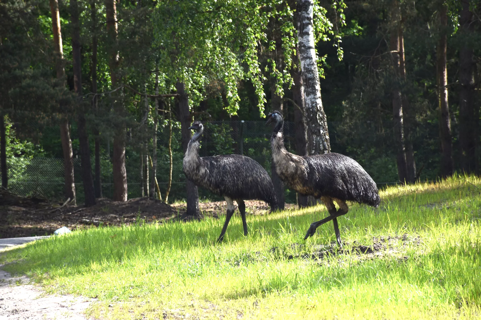 Großer Emu