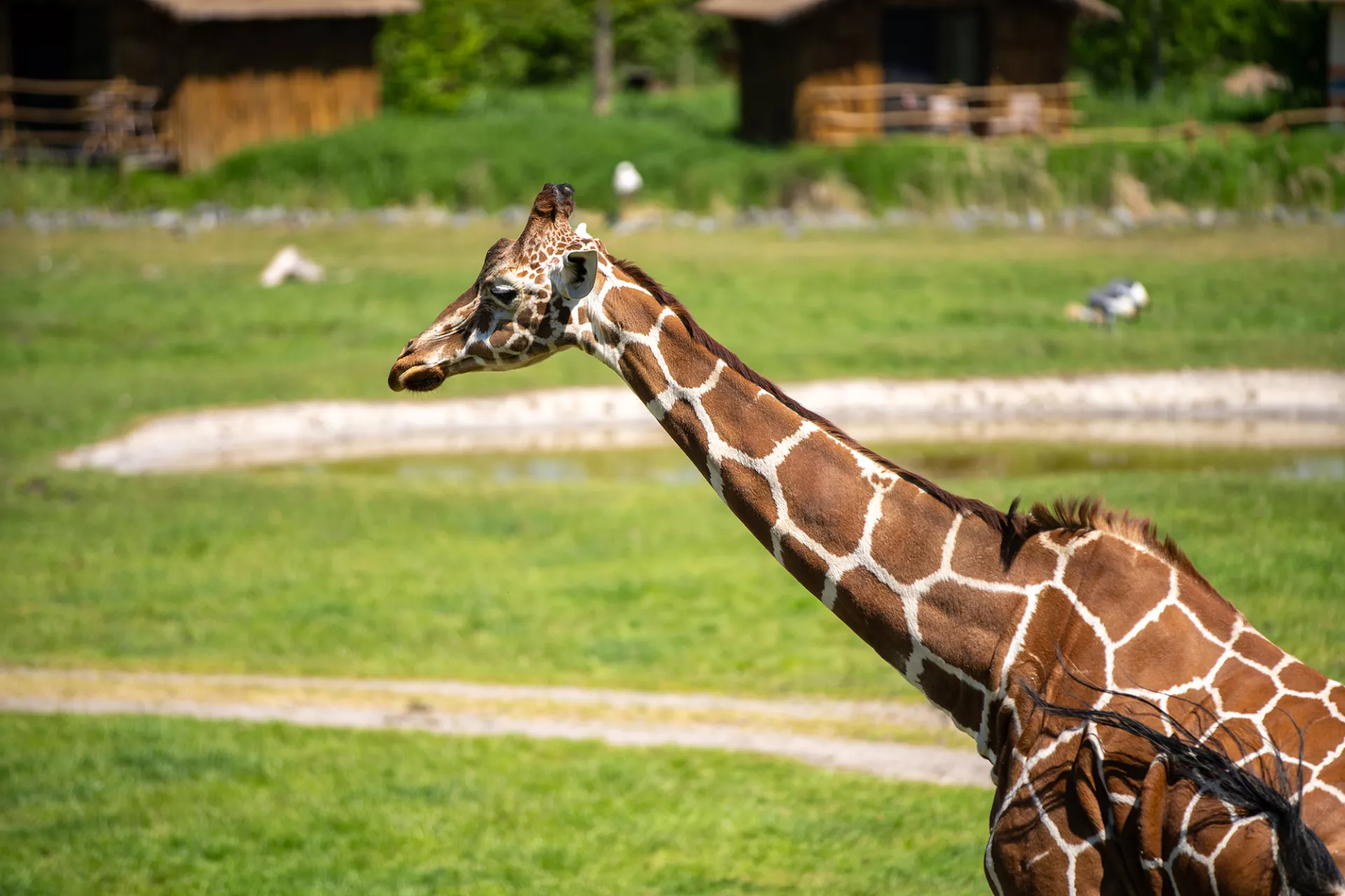 Netzgiraffe