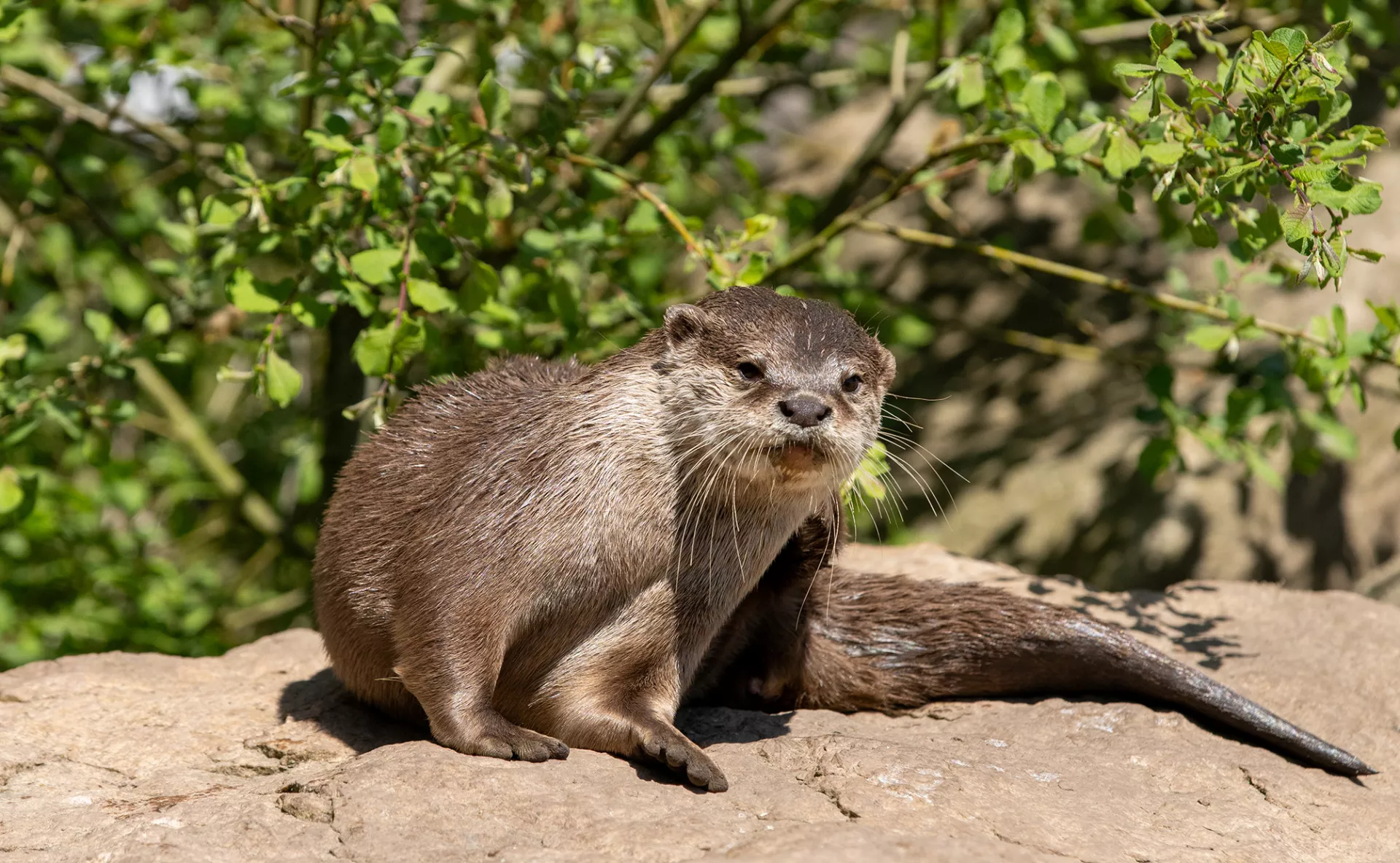 Zwergkrallenotter