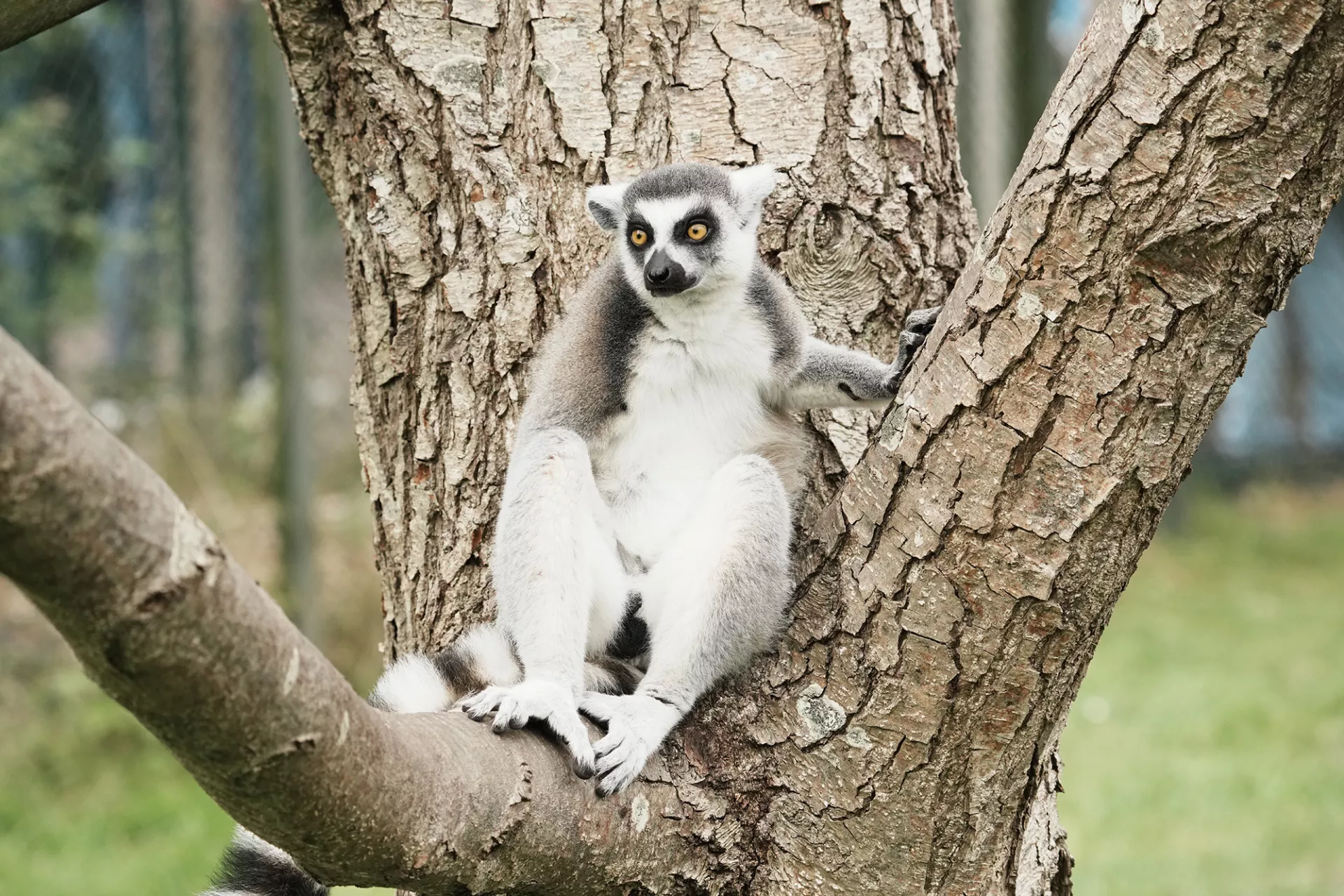 Havaskor konfet ichida eshak video Abakandagi yalangoch qizlar