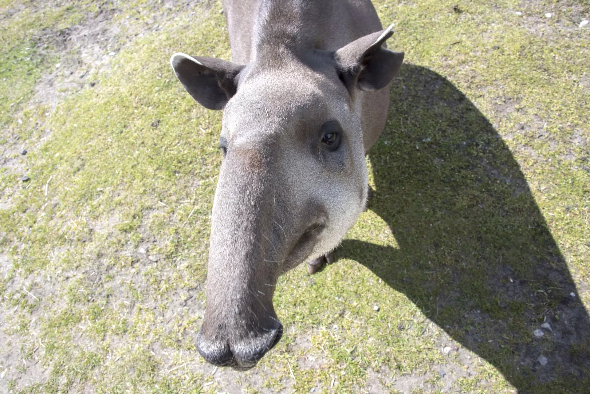 Flachlandtapir