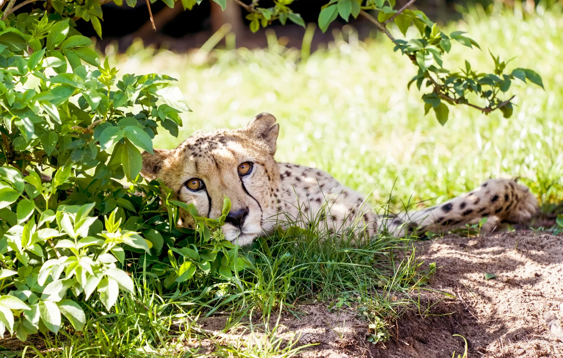 Gepard