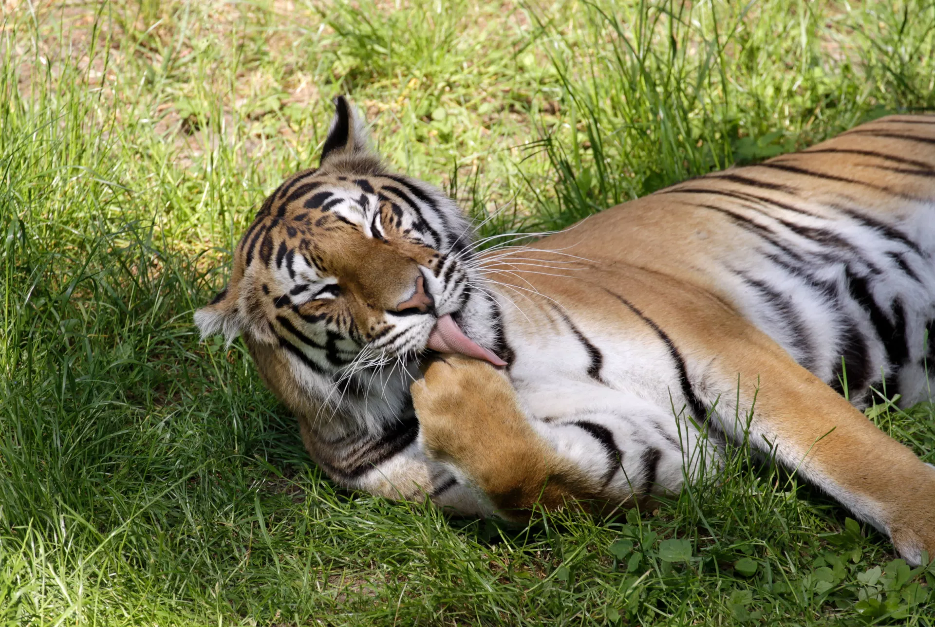 Bengaltiger