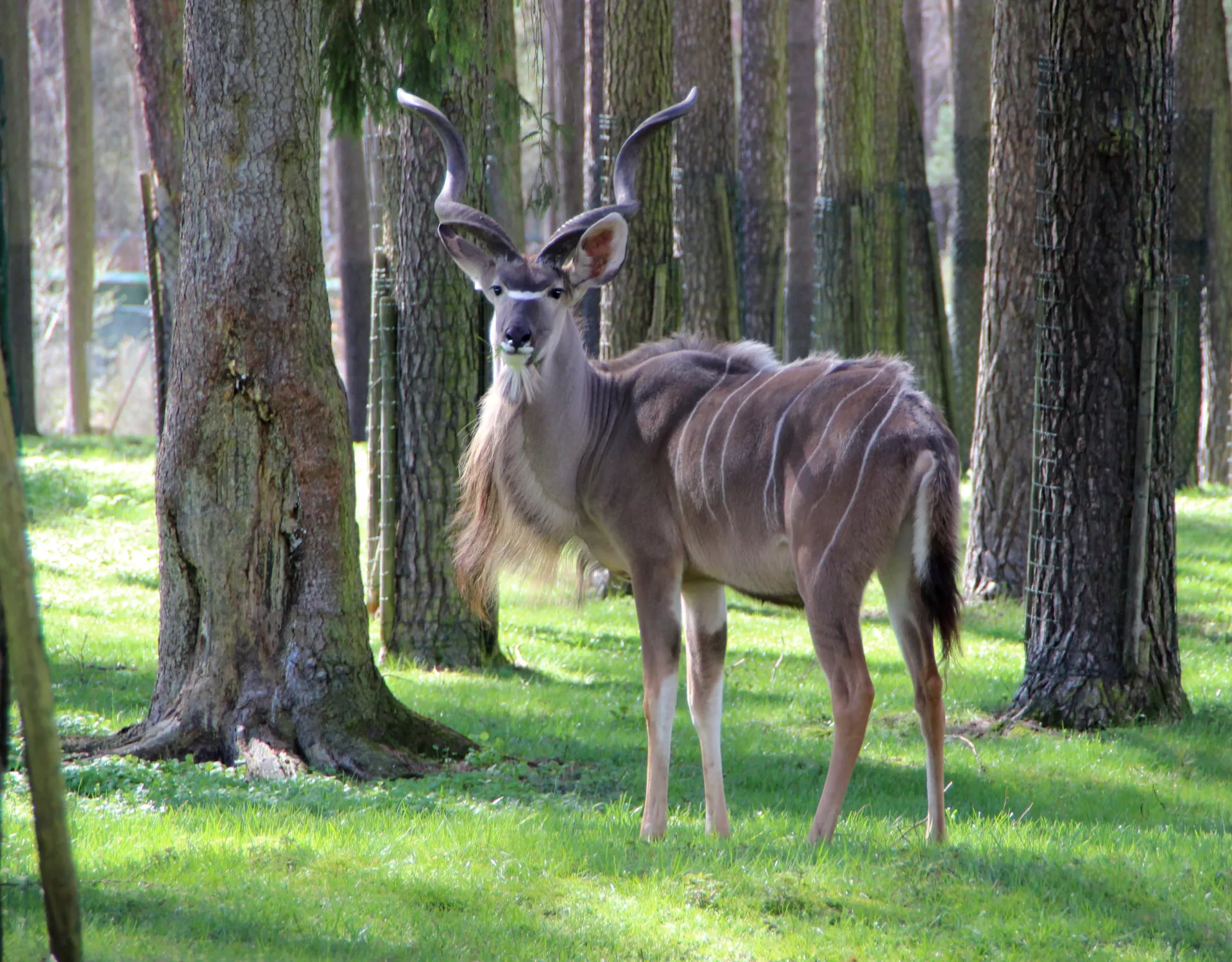 Grosser Kudu 1