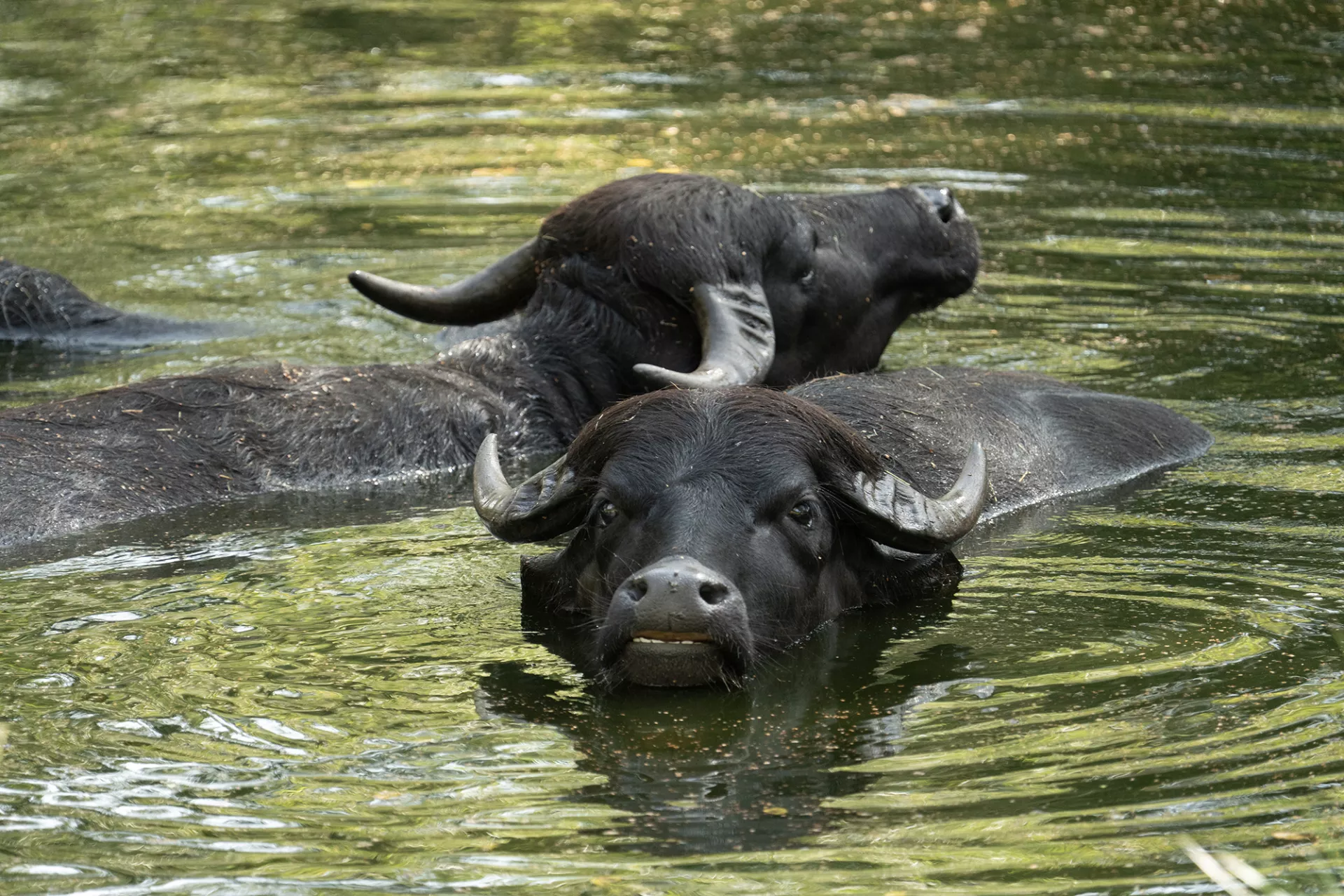 Wasserbüffel