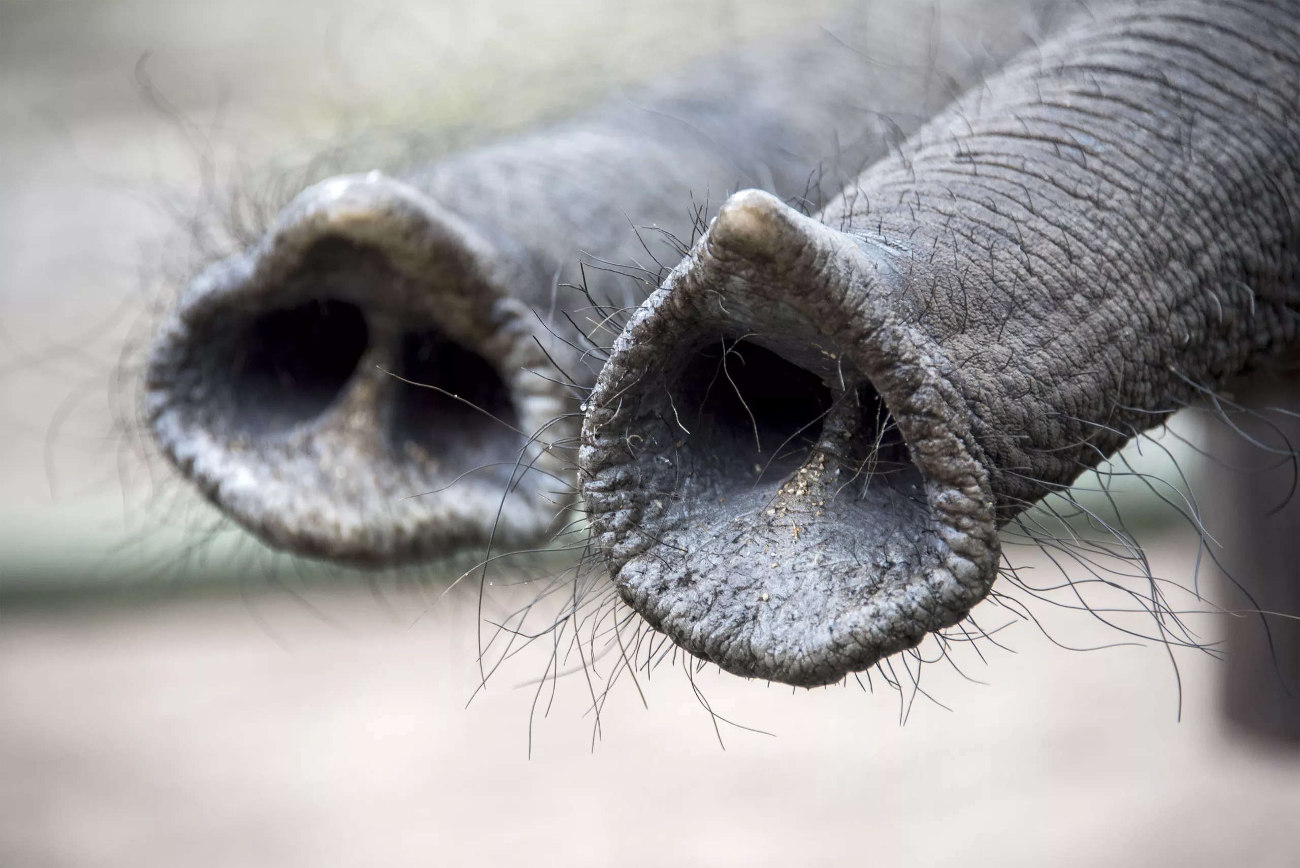 Elefant 1.jpg