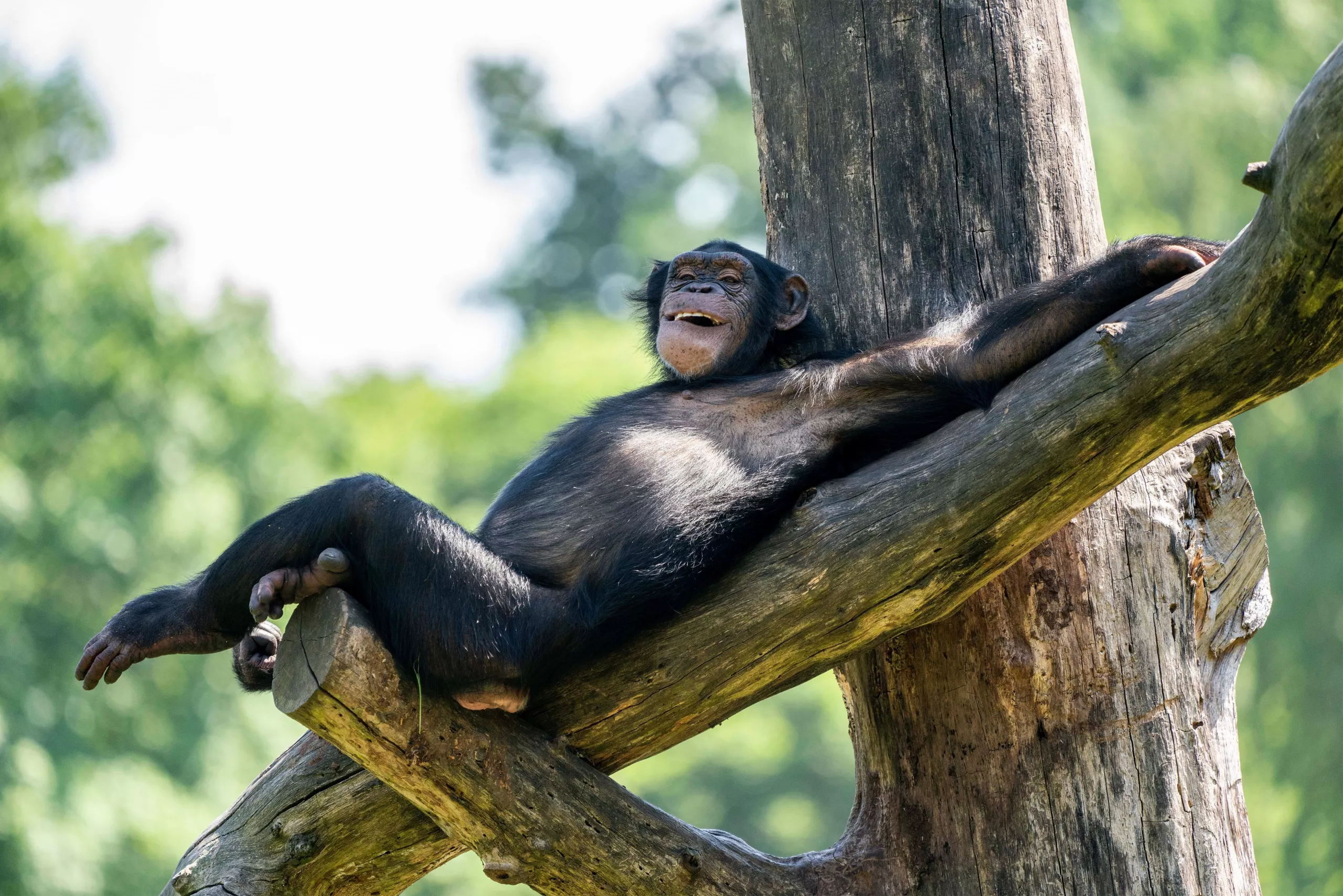 07 Dschungel-Safari (Schimpanse).jpg