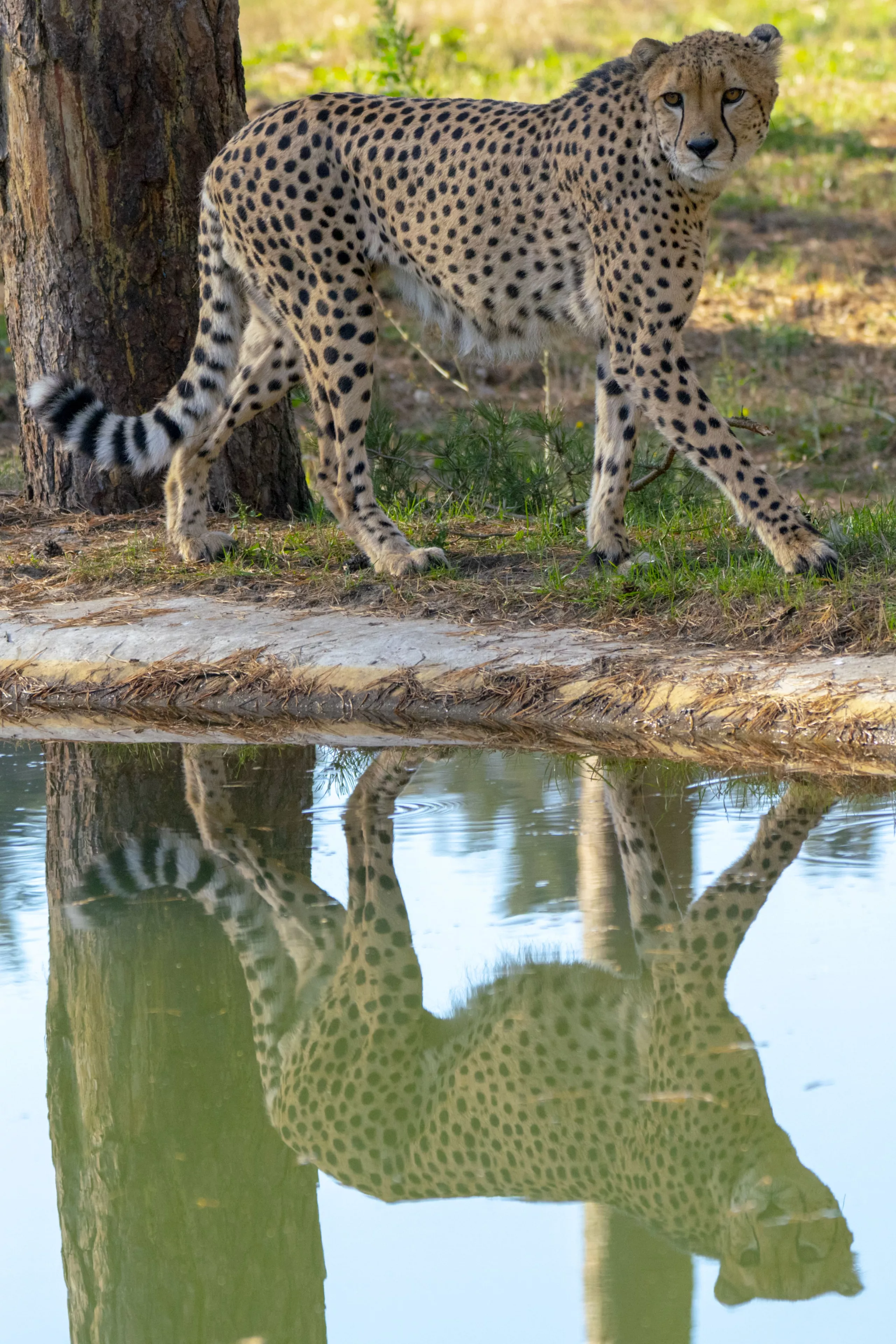 Gepard 3.jpg