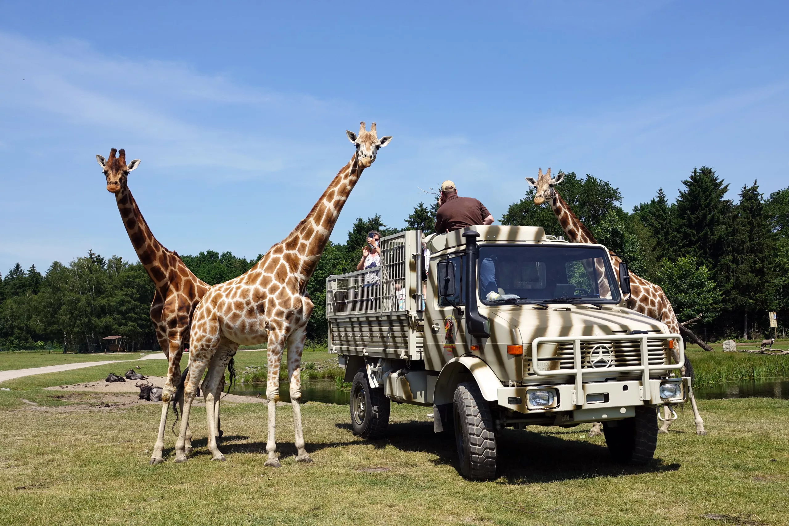 Unimog mit Giraffe.jpg