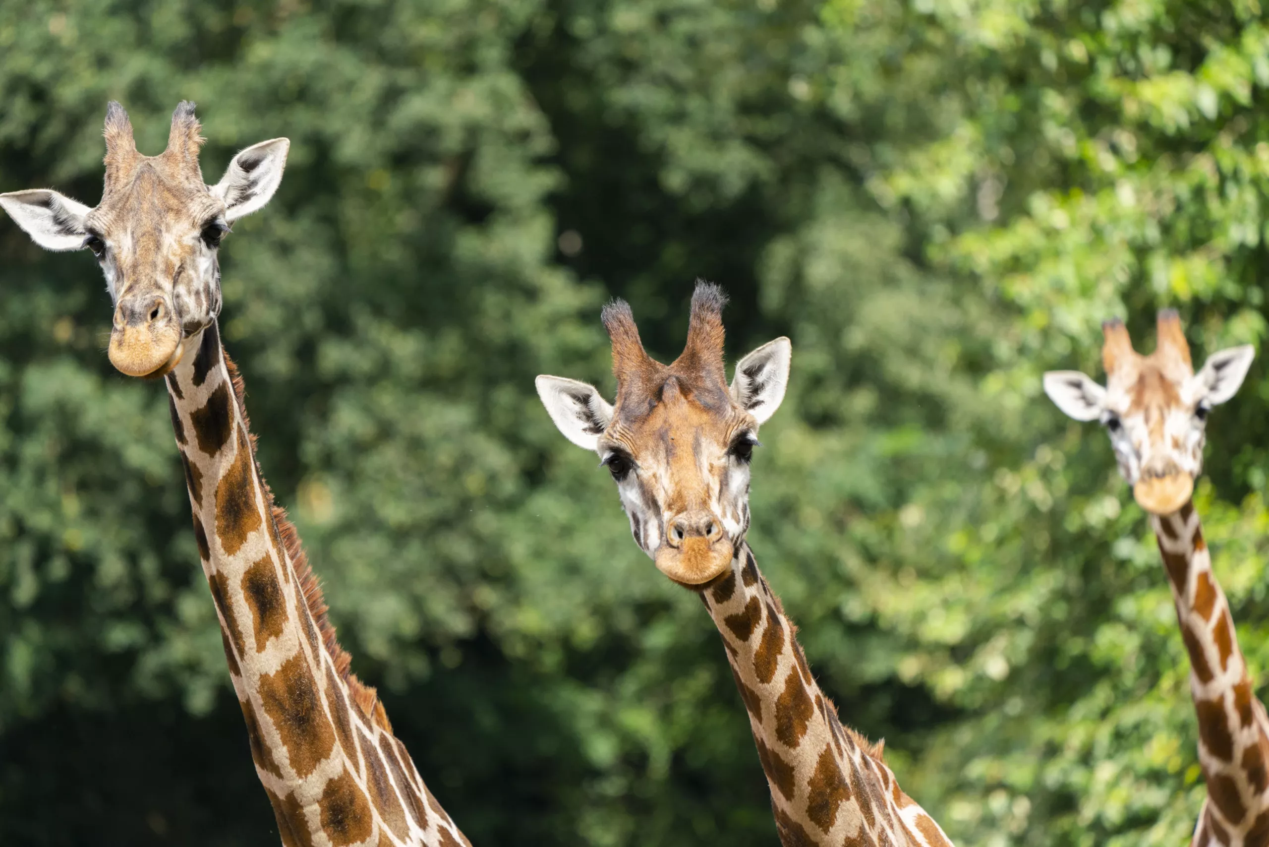 Giraffe 3.jpg