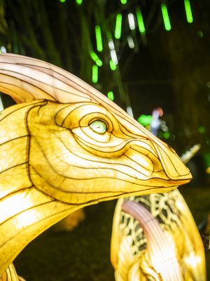 Pressefotos & Infos Lichterfest 2025/2026