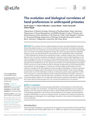 The-evolution-and-biological-correlates-of-hand-preferences-in-anthropoid-primates The-evolution-and-biological-correlates-of-hand-preferences-in-anthropoid-primates