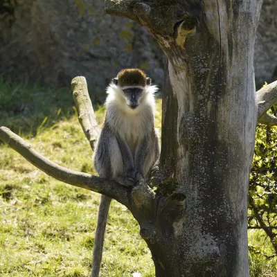 Grüne Meerkatze_web.jpg