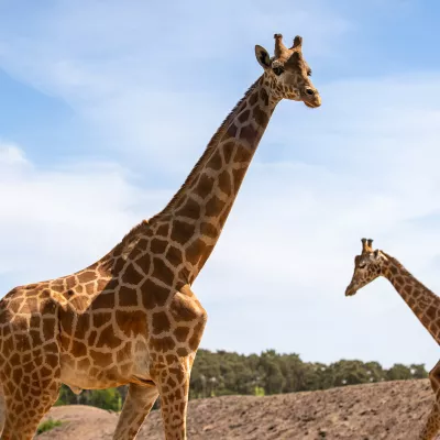 Kordofangiraffen_web.jpg