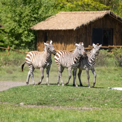 GrantZebra_web1 Kopie.jpg