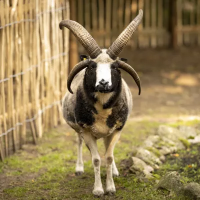 Jakobschaf_web.jpg
