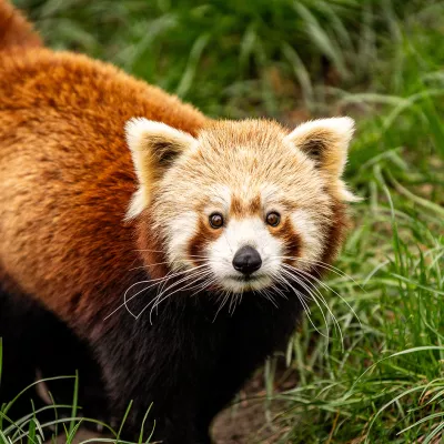 Roter Panda