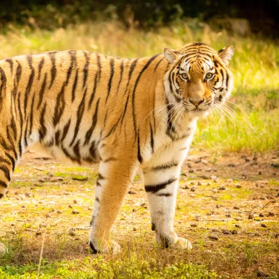 Sibirischer Tiger 1.jpg