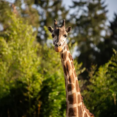 Rothschildgiraffe