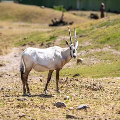 Arabische Oryx_web.jpg