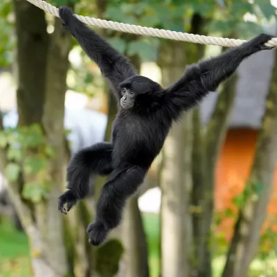 12 Dschungel-Safari (Siamang).jpg