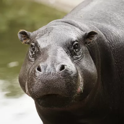 Zwergflusspferd_web.jpg