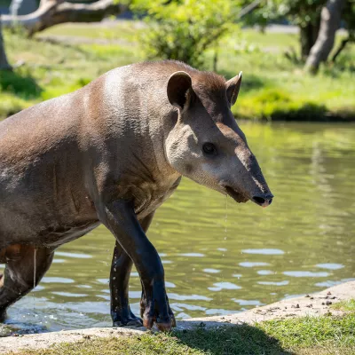 Tapir_web.jpg