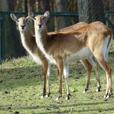 Litschi-Wasserbock_web.jpg