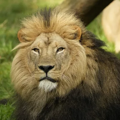 Afrikanischer Löwe