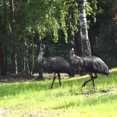 Großer Emu_web.jpg