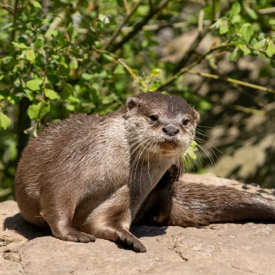 Zwergkrallenotter_web.jpg