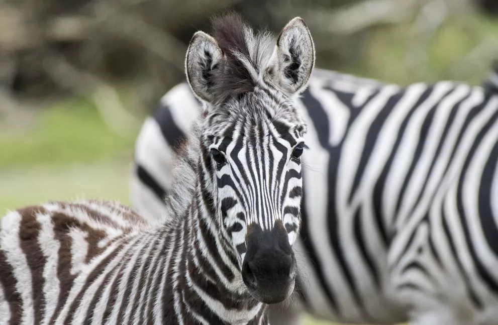 28-Serengeti-Safari (Zebra).jpg