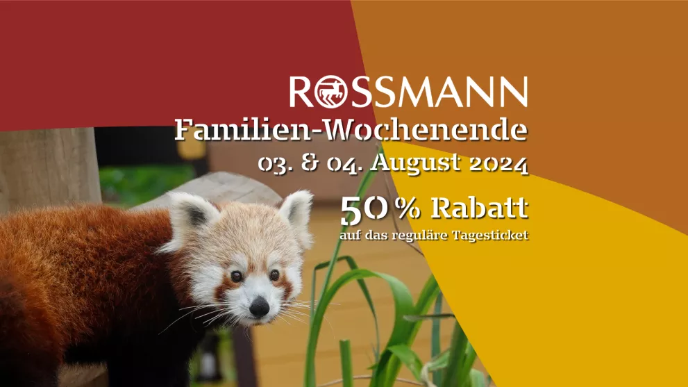 Rossmann Event